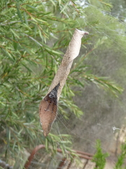 Phonognatha