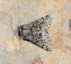 Apocheima hispidaria