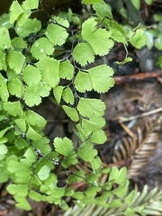 Adiantum jordanii