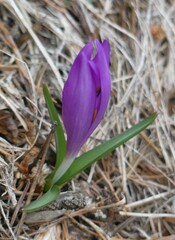 Colchicum bulbocodium