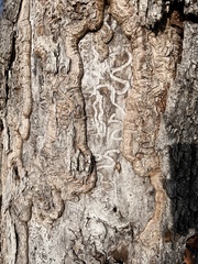 Agrilus planipennis