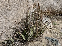 Astrolepis cochisensis