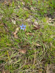 Sisyrinchium rosulatum