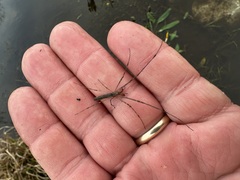 Tetragnatha elongata