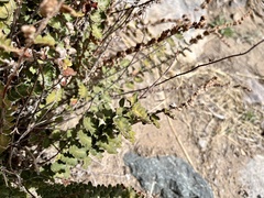 Astrolepis cochisensis