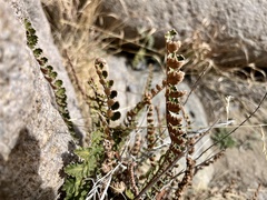 Astrolepis cochisensis