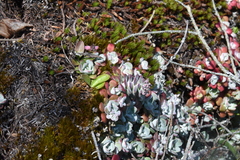 Sedum spathulifolium