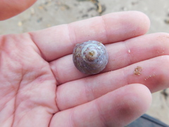 Steromphala cineraria