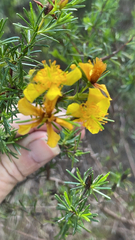 Hypericum fasciculatum