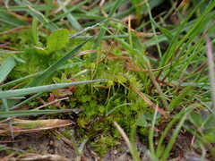 Physcomitrium pyriforme