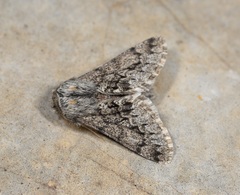 Apocheima hispidaria