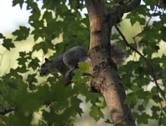 Sciurus niger cinereus