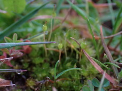 Physcomitrium pyriforme