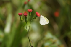 Eurema elathea