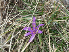 Colchicum bulbocodium