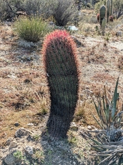 Ferocactus gracilis