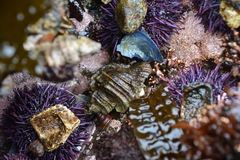 Ocenebrinae
