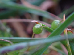 Physcomitrium pyriforme