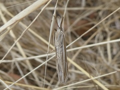 Hednota relatalis