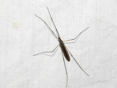 Chioneinae