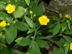 Ranunculus lanuginosus