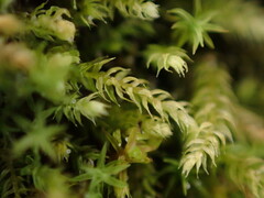 Claopodium