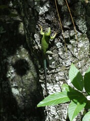 Sceloporus formosus