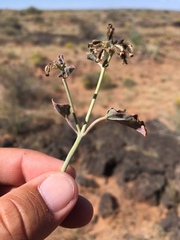 Acleisanthes chenopodioides