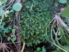 Plagiochila porelloides
