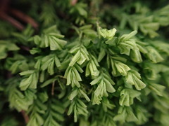 Plagiochila porelloides