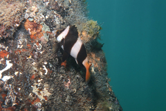 Pseudogoniistius nigripes