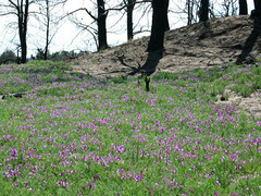 Lathyrus polymorphus