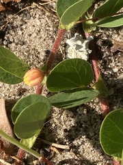 Chamaecrista rotundifolia