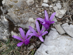 Colchicum bulbocodium