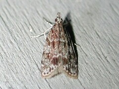 Scoparia basalis