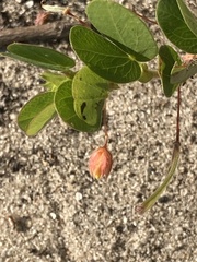Chamaecrista rotundifolia