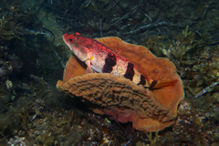 Hypoplectrodes nigroruber