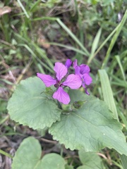 Lunaria annua