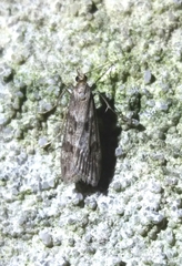 Eudonia angustea