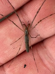 Tetragnatha elongata
