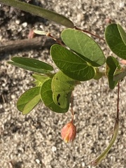 Chamaecrista rotundifolia