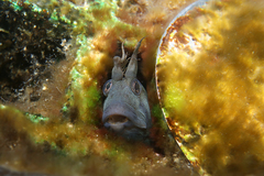 Parablennius tasmanianus