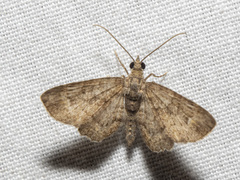 Pasiphilodes testulata
