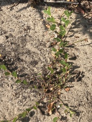 Chamaecrista rotundifolia