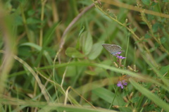 Hemiargus hanno