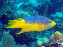 Bodianus rufus