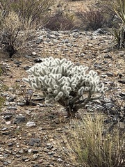 Cylindropuntia chuckwallensis
