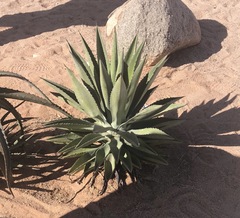 Agave macroacantha