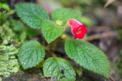 Kohleria