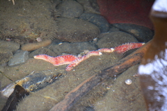 Orthasterias koehleri